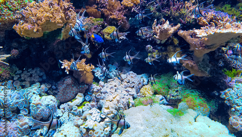 Obraz na płótnie coral reef with fish w salonie