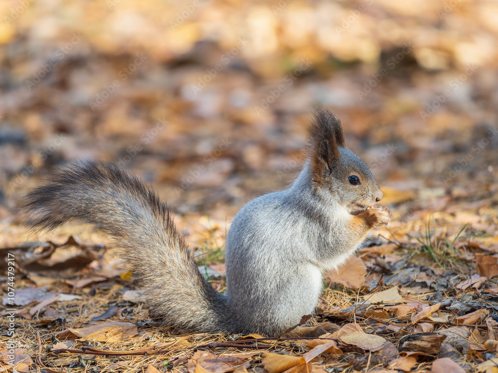 Autumn squirrel with nut sits on green grass with fallen yellow leaves Autumn squirrel with nut sits on green grass with fallen yellow leaves