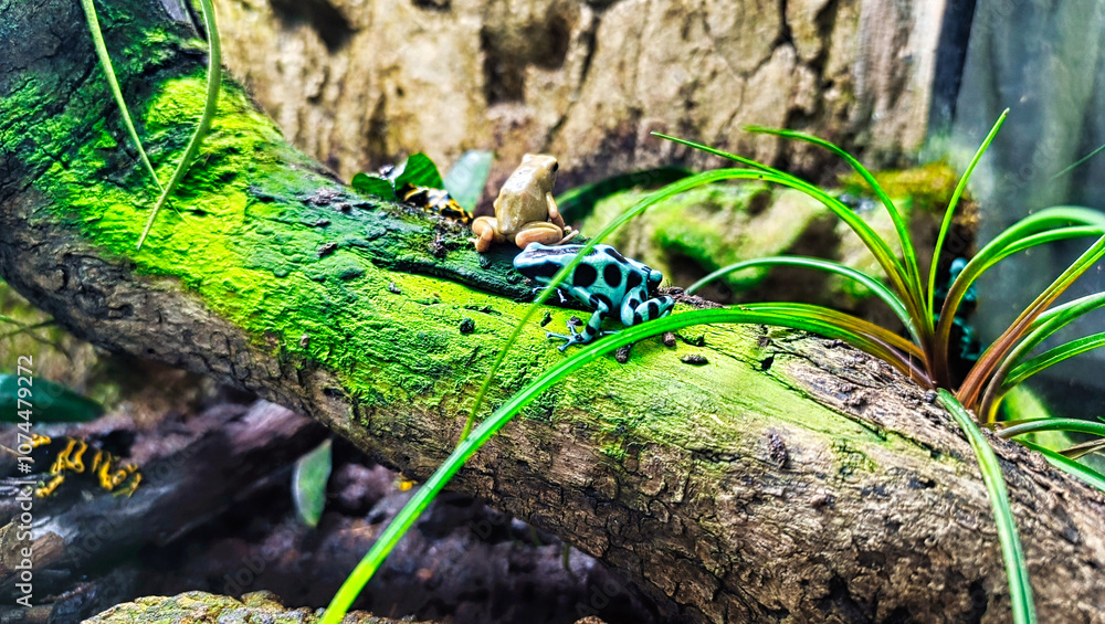 Poison dart frog