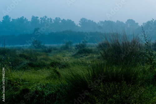 Misty Dawn Overgrown Landscape