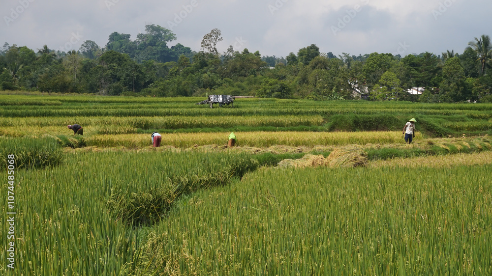 Fototapeta premium Green Terraced Rice Field in Tegal Indonesia