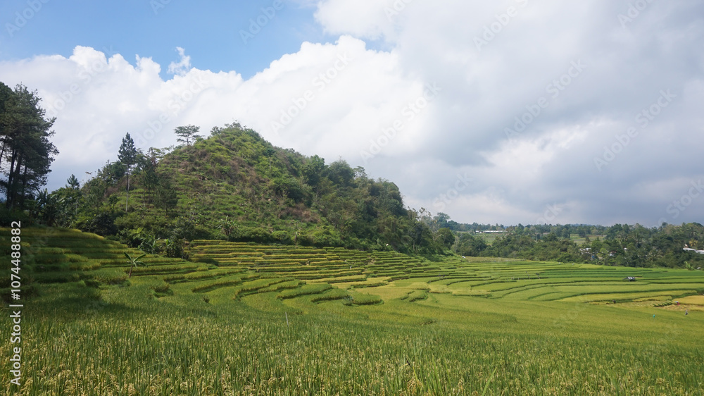 Green Terraced Rice Field in Tegal Indonesia Green Terraced Rice Field in Tegal Indonesia