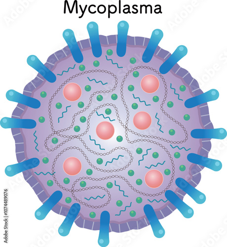 マイコプラズマの模式図、mycoplasma