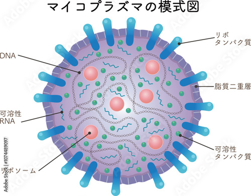 マイコプラズマの模式図、mycoplasma