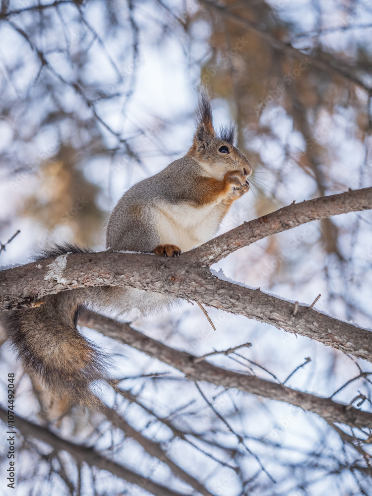 The squirrel with nut sits on tree in the winter or late autumn The squirrel with nut sits on tree in the winter or late autumn