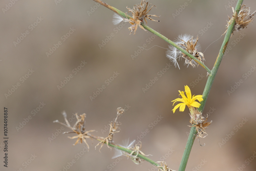 Chondrilla juncea is a species of flowering plant in the family Asteraceae Chondrilla juncea is a species of flowering plant in the family Asteraceae