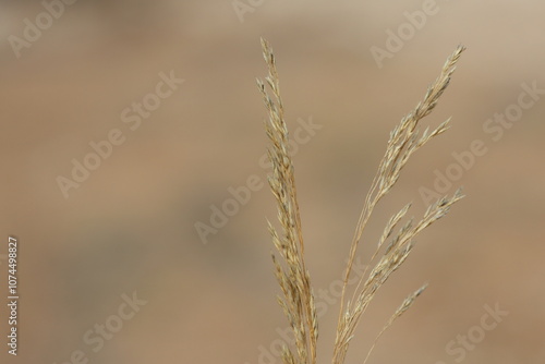 Oloptum miliaceum is a species of grass known by the common name smilograss photo