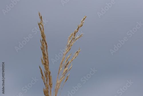 Oloptum miliaceum is a species of grass known by the common name smilograss photo