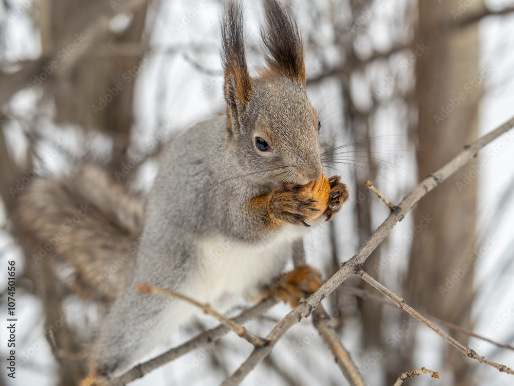 The squirrel with nut sits on tree in the winter or late autumn The squirrel with nut sits on tree in the winter or late autumn
