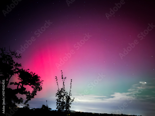 Auroa landscape with tree photo