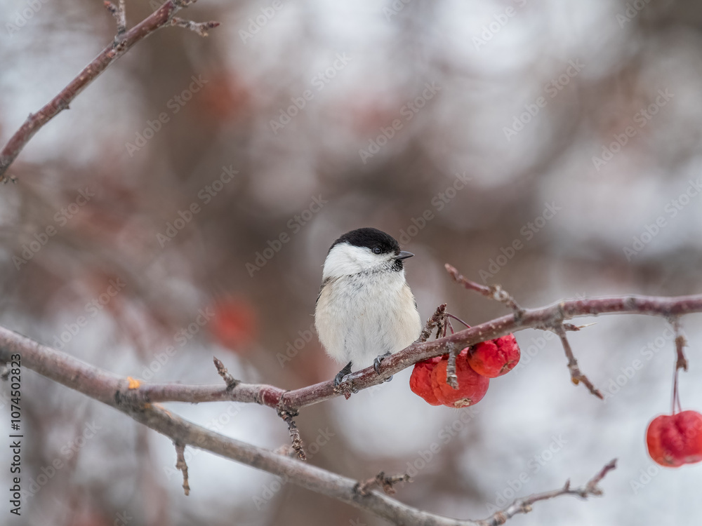 Cute bird the willow tit, song bird sitting on a branch without leaves in the winter. Cute bird the willow tit, song bird sitting on a branch without leaves in the winter.