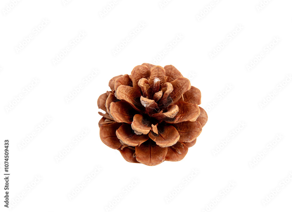 Pine cone isolated on white transparent, natural brown conifer cone Pine cone isolated on white transparent, natural brown conifer cone
