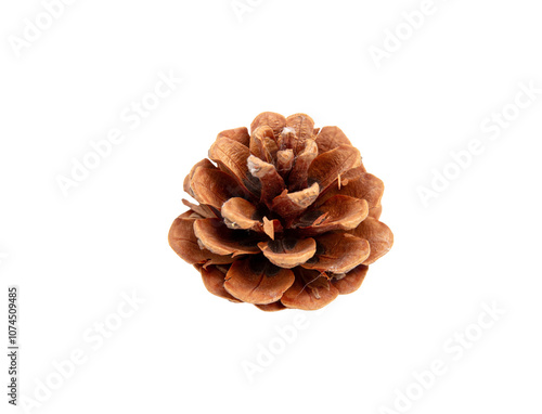 Pine cone isolated on white transparent, natural brown conifer cone