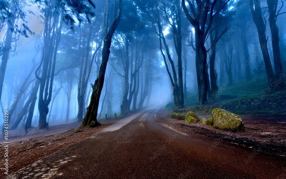 Obraz premium Autumn Road Scenery, Misty Forest with Tall Trees