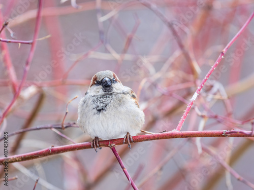 Sparrow sits on a branch without leaves. photo