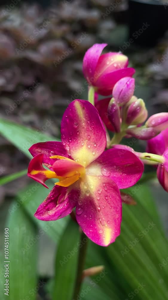 Colorful flowers background. Vertical shot. Natural background with the beautiful vibrant flowers at Nursery orchids in Thailand. 