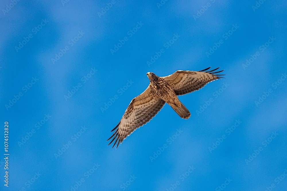 Fototapeta premium Juvenile European honey buzzard Pernis apivorus
