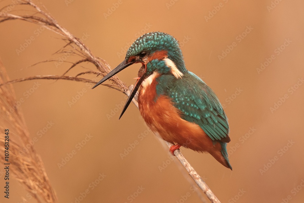Fototapeta premium A wintering Common kingfisher Alcedo atthis ejecting pellet
