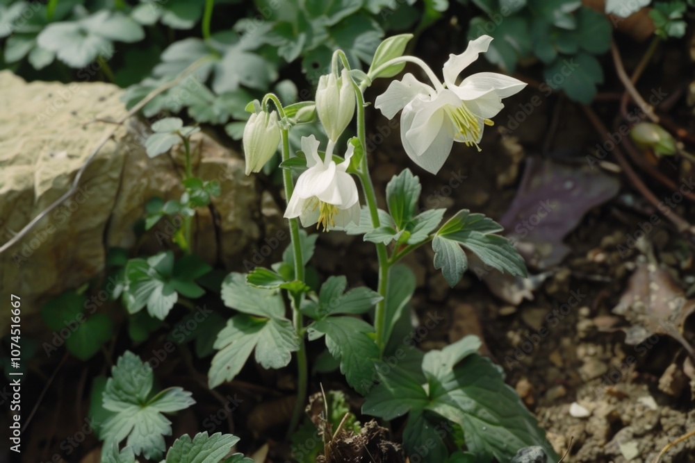 A single white flower grows out of the ground amidst some dirt, highlighting its resilience A single white flower grows out of the ground amidst some dirt, highlighting its resilience