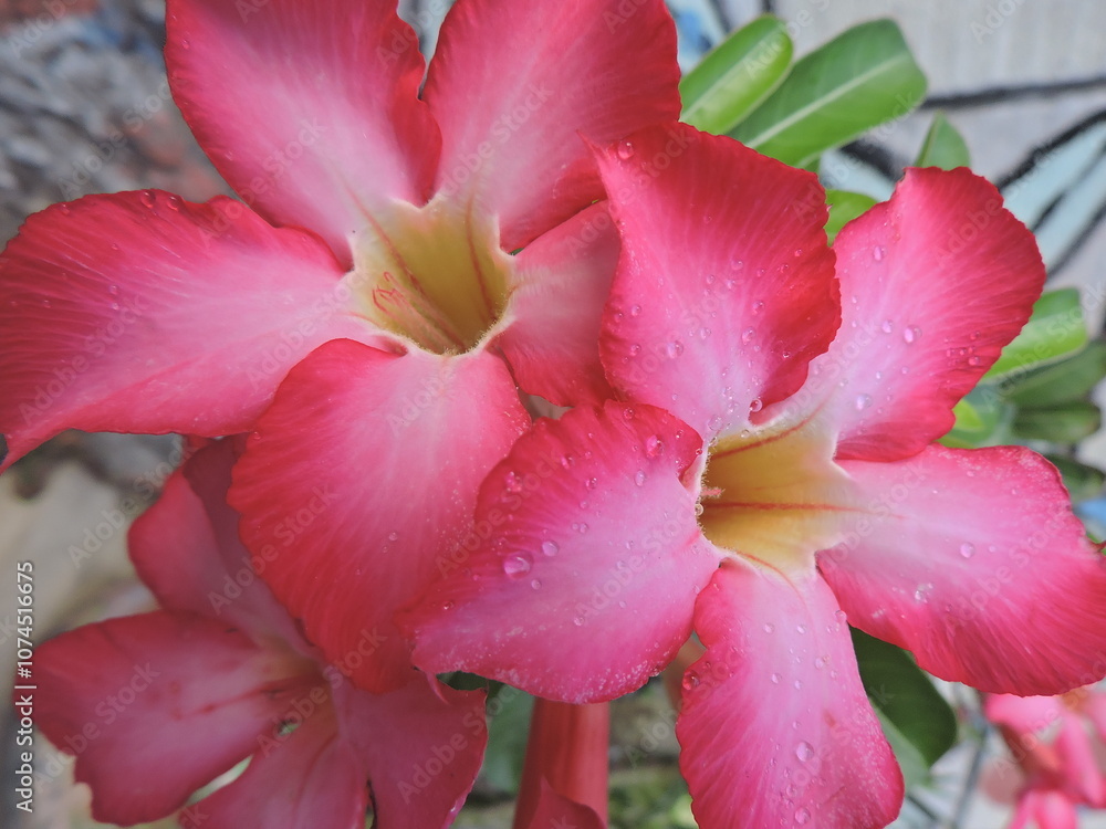 Close-up of a vibrant Desert Rose (Adenium Obesum) with pink petals and raindrops, highlighting fresh blooms and lush green leaves in a garden setting Close-up of a vibrant Desert Rose (Adenium Obesum) with pink petals and raindrops, highlighting fresh blooms and lush green leaves in a garden setting