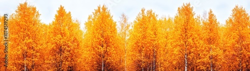 Vibrant row of aspen trees adorned in autumn colors, showcasing nature's stunning seasonal transformation.