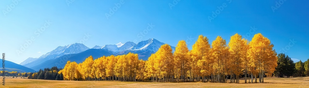 Vibrant row of aspen trees adorned in autumn colors, showcasing nature's stunning seasonal transformation. Vibrant row of aspen trees adorned in autumn colors, showcasing nature's stunning seasonal transformation.