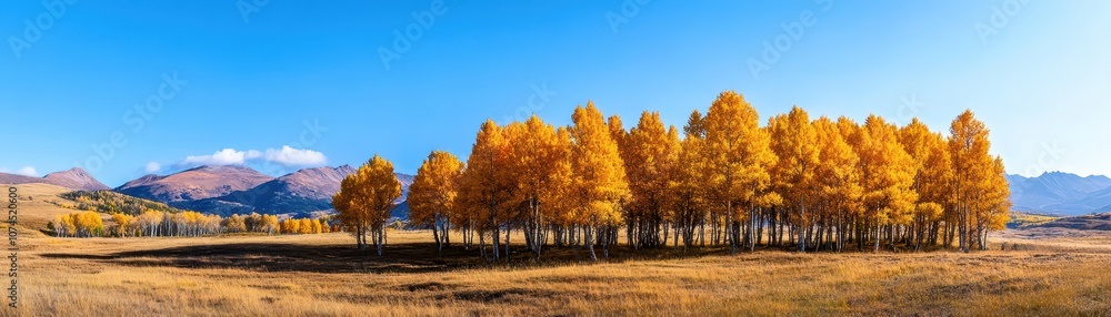 Naklejka premium Vibrant row of aspen trees adorned in autumn colors, showcasing nature's stunning seasonal transformation.