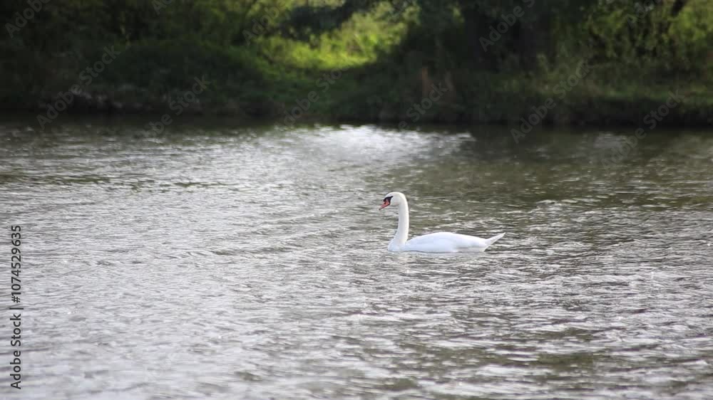 White swans on a lake in autumn. White swans on a lake in autumn.