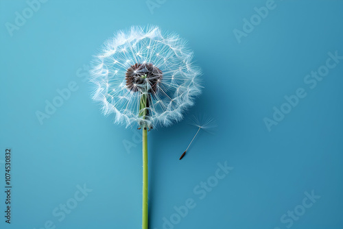 Wallpaper Mural dandelion on a blue background Torontodigital.ca