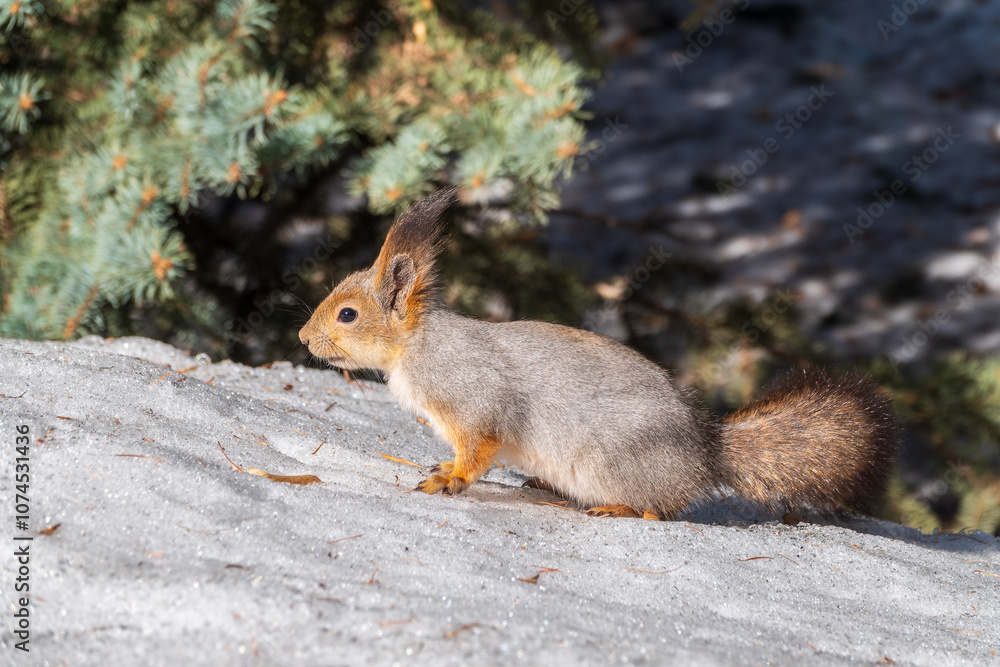 The squirrel in winter sits on white snow. The squirrel in winter sits on white snow.