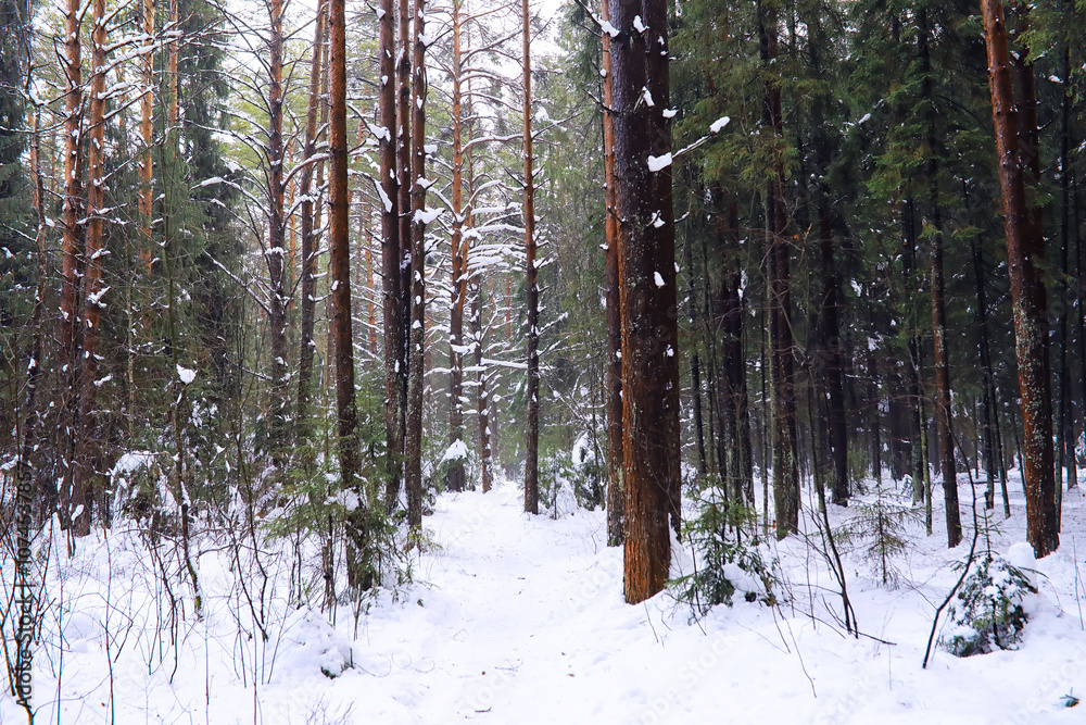 The forest is covered with snow. Frost and snowfall in the park. Winter snowy frosty landscape. The forest is covered with snow. Frost and snowfall in the park. Winter snowy frosty landscape.