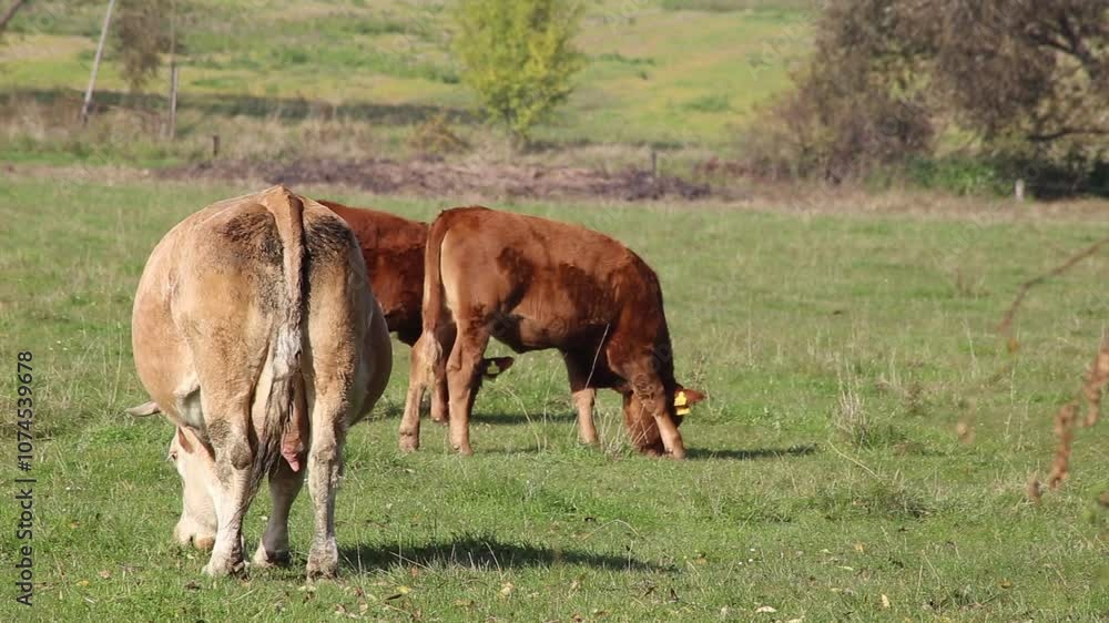 Cows are grazing in a pasture near a farm. Cows are grazing in a pasture near a farm.