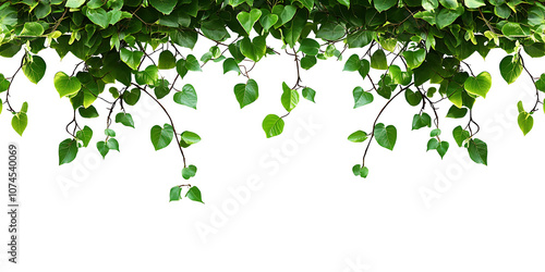 Green succulent leaves hanging vines ivy bush climbing epiphytic plant over transparent background [PNG].


