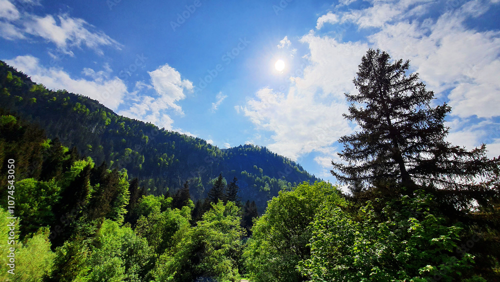 Austria woods forest nature landscape photography Austria woods forest nature landscape photography