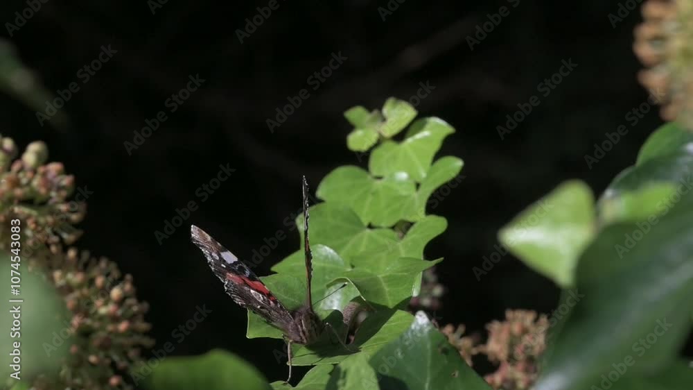 Red Admiral butterfly (Vanessa atalanta) on Ivy (Hedera helix) leaves, cleaning its eyes before flying off. August, Kent, UK [Slow motion x5]