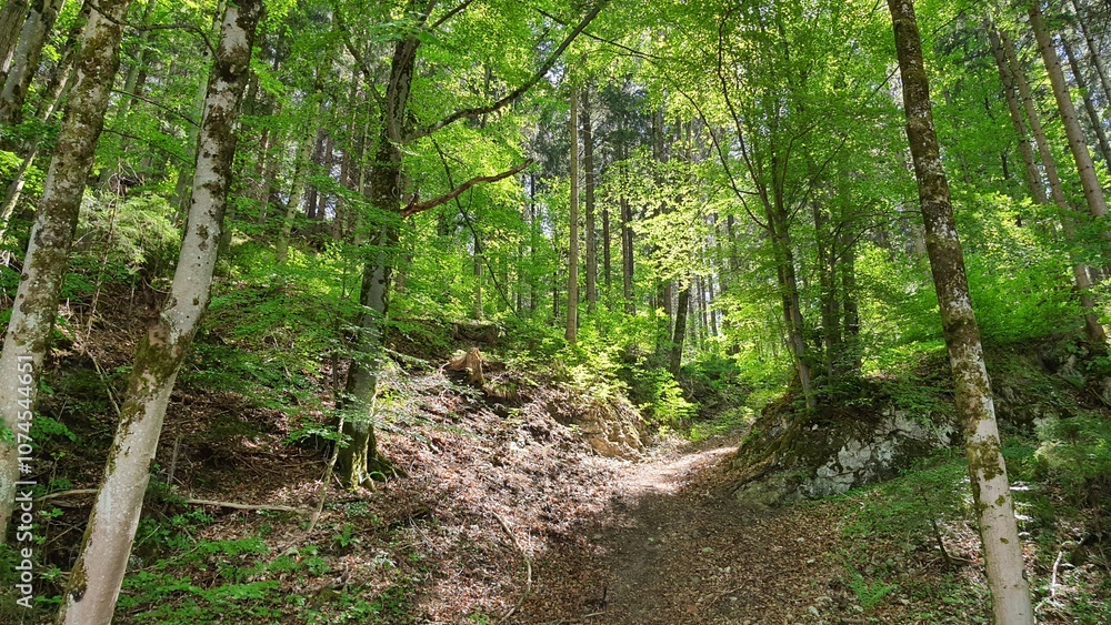 Austria woods forest nature landscape photography Austria woods forest nature landscape photography