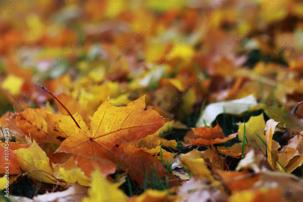 Beautiful autumn park. Russian North. Autumn trees and leaves. Autumn Landscape.Park in Autumn. Forest in Autumn. Beautiful autumn park. Russian North. Autumn trees and leaves. Autumn Landscape.Park in Autumn. Forest in Autumn.