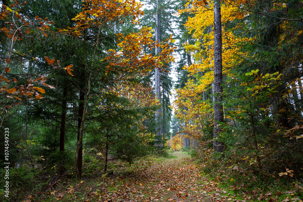 A trail in a colorful autumn forest.
