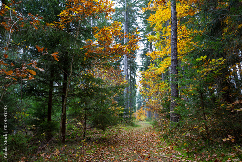 Obraz na płótnie A trail in a colorful autumn forest. w salonie