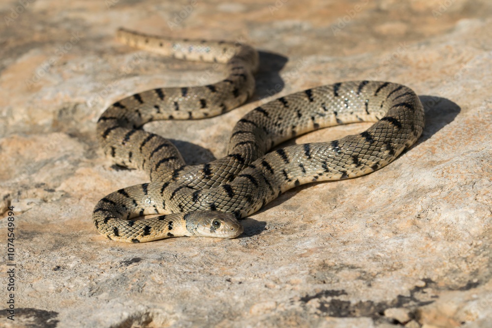 Fototapeta premium An Algerian Whip Snake, Hemorrhois algirus, found on the Island of Malta, there known as Serp Ahdar
