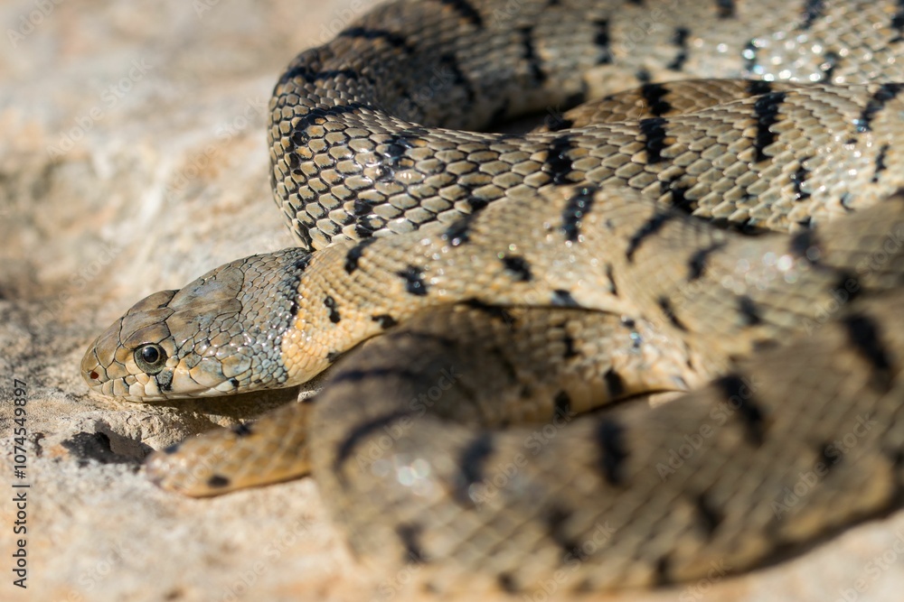 An Algerian Whip Snake, Hemorrhois algirus, found on the Island of Malta, there known as Serp Ahdar An Algerian Whip Snake, Hemorrhois algirus, found on the Island of Malta, there known as Serp Ahdar