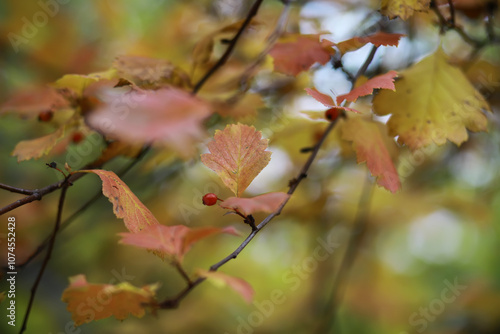 Beautiful autumn landscape with yellow trees and sun. Colorful foliage in the park. Falling leaves natural background