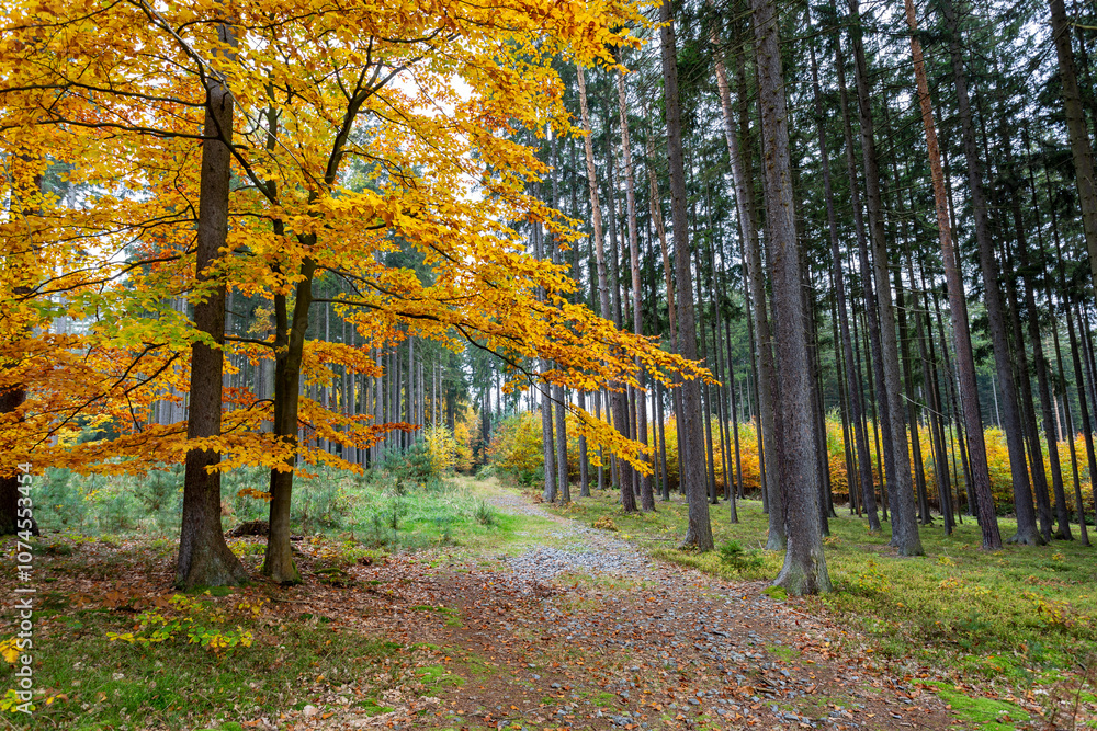 A trail in a colorful autumn forest.