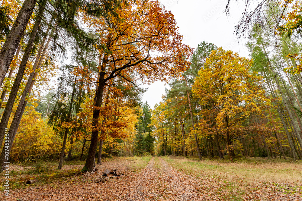 A road in a colorful autumn forest.