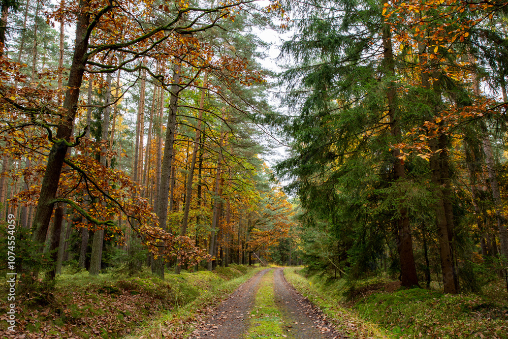 A road in a colorful autumn forest.