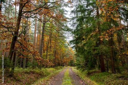 Obraz na płótnie A road in a colorful autumn forest. w salonie