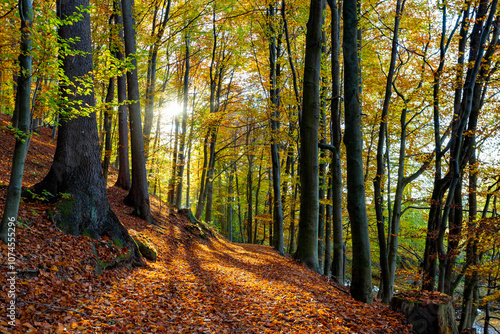 A path through a beech grove on a bright autumn day.