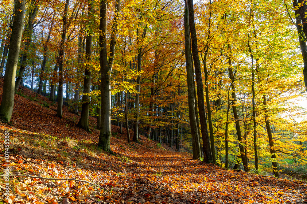 A path through a beech grove on a bright autumn day.