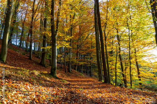 Obraz na płótnie A path through a beech grove on a bright autumn day. w salonie