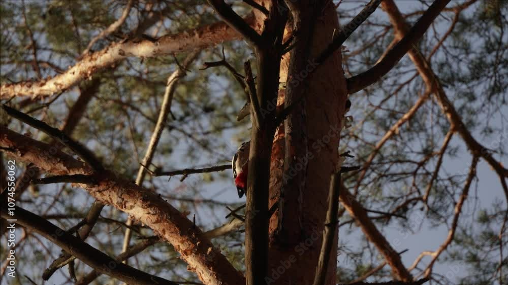 Great spotted woodpecker tapping on a pine tree trunk. Bird in natural conditions Great spotted woodpecker tapping on a pine tree trunk. Bird in natural conditions